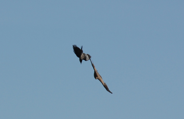 Crow Kite