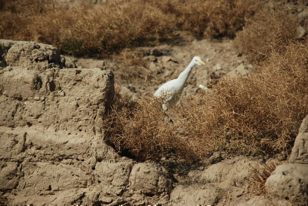 Egret