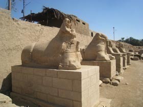 Ram Headed Sphinx