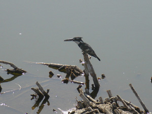 Pied_Kingfisher.jpg