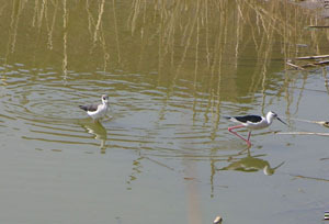 avocet.jpg