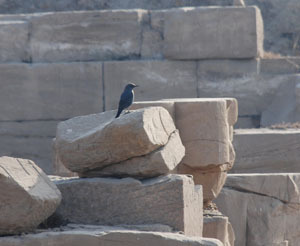 blue_rock_thrush.jpg