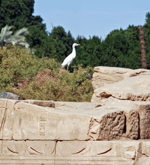 egret.jpg