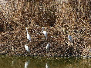 egrets.jpg