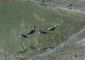 black_winged_stilt.jpg